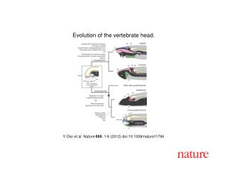 Y Oisi et al. Nature 000 , 1 - 6 (2012) doi:10.1038/nature11794