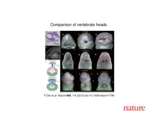 Y Oisi et al. Nature 000 , 1 - 6 (2012) doi:10.1038/nature11794