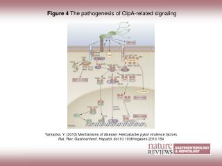 Figure 4 The pathogenesis of OipA-related signaling