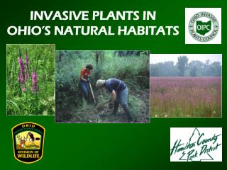 INVASIVE PLANTS IN OHIO’S NATURAL HABITATS