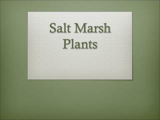 Salt Marsh Plants