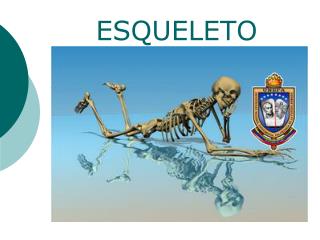 ESQUELETO