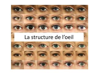 La structure de l’oeil