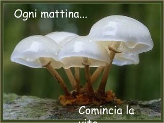 Ogni mattina...