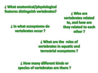 ¿ What anatomical/physiological features distinguish vertebrates?