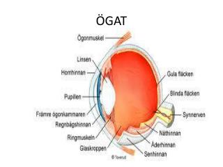 ÖGAT