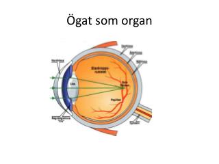 Ögat som organ