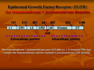 Epidermal Growth Factor Receptor (EGFR) the transmembrane + juxtamembrane domains