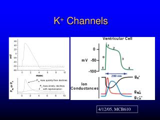 K + Channels