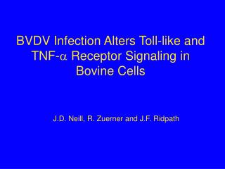 BVDV Infection Alters Toll-like and TNF-  Receptor Signaling in Bovine Cells