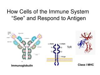 How Cells of the Immune System “See” and Respond to Antigen