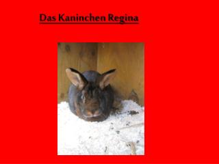 Das Kaninchen Regina