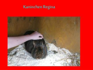Kaninchen Regina