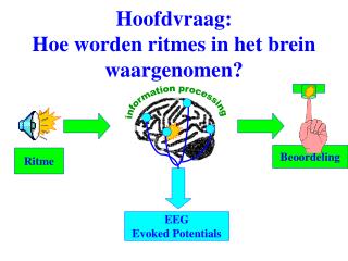 Hoofdvraag: Hoe worden ritmes in het brein waargenomen?