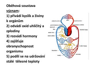 Oběhová soustava význam : 1) přivádí kyslík a živiny k orgánům 2) odvádí oxid uhličitý a