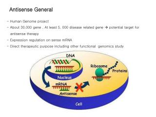 Antisense General