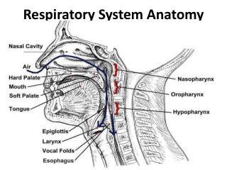 Respiratory System Anatomy