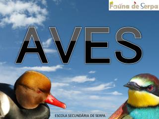 AVES