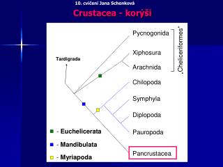 Crustacea - korýši