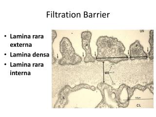 Filtration Barrier