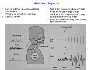 Anatomic Aspects