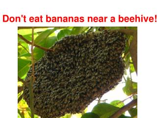 Don't eat bananas near a beehive!