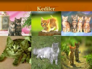 Kediler