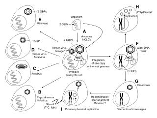 Putative pheoviral replication