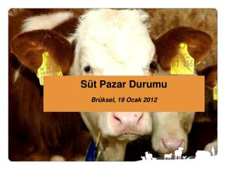 Süt Pazar Durumu Brüksel, 19 Ocak 2012