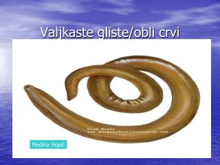 Valjkaste gliste/obli crvi