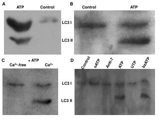 ATP Control