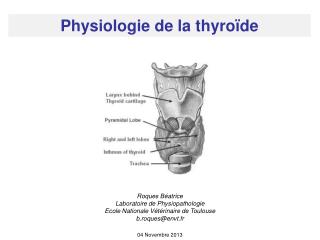 Physiologie de la thyroïde