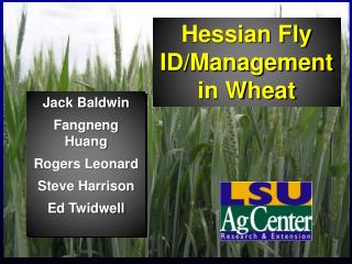 Hessian Fly ID/Management in Wheat