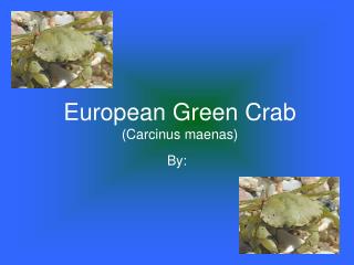 European Green Crab (Carcinus maenas)