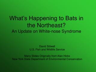 What’s Happening to Bats in the Northeast? An Update on White-nose Syndrome