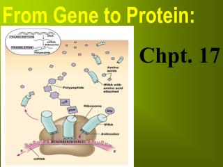 From Gene to Protein: Chpt. 17