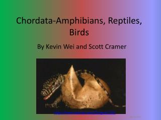 Chordata-Amphibians, Reptiles, Birds