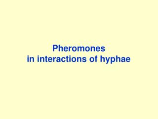 Pheromones in interactions of hyphae