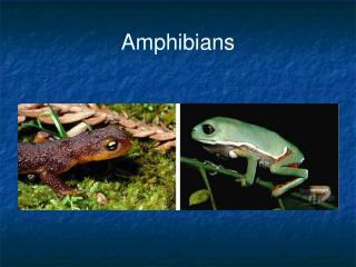 Amphibians