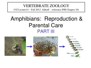 Amphibians: Reproduction &amp; Parental Care PART III