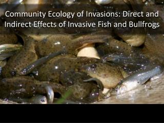 Community Ecology of Invasions: Direct and Indirect Effects of Invasive Fish and Bullfrogs