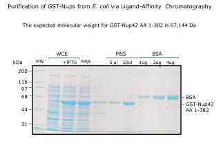 The expected molecular weight for GST-Nup42 AA 1-382 is 67,144 Da