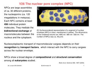 V26 The nuclear pore complex (NPC)