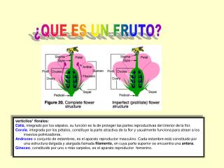 ¿QUE ES UN FRUTO?