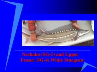 Nechako (SG-5) and Upper Fraser (SG-4) White Sturgeon