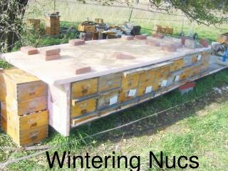 Wintering Nucs