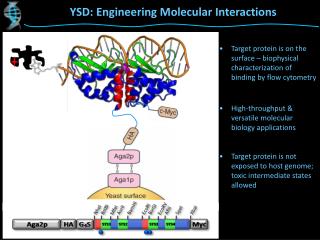 YSD: Engineering Molecular Interactions