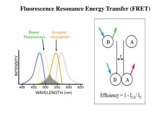 Fluorescence Resonance Energy Transfer (FRET)