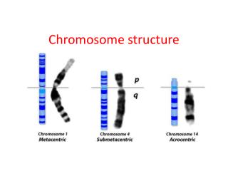 PPT - Chromosome Structure PowerPoint Presentation, Free Download - ID ...