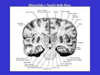 Diencefalo e Nuclei della Base
